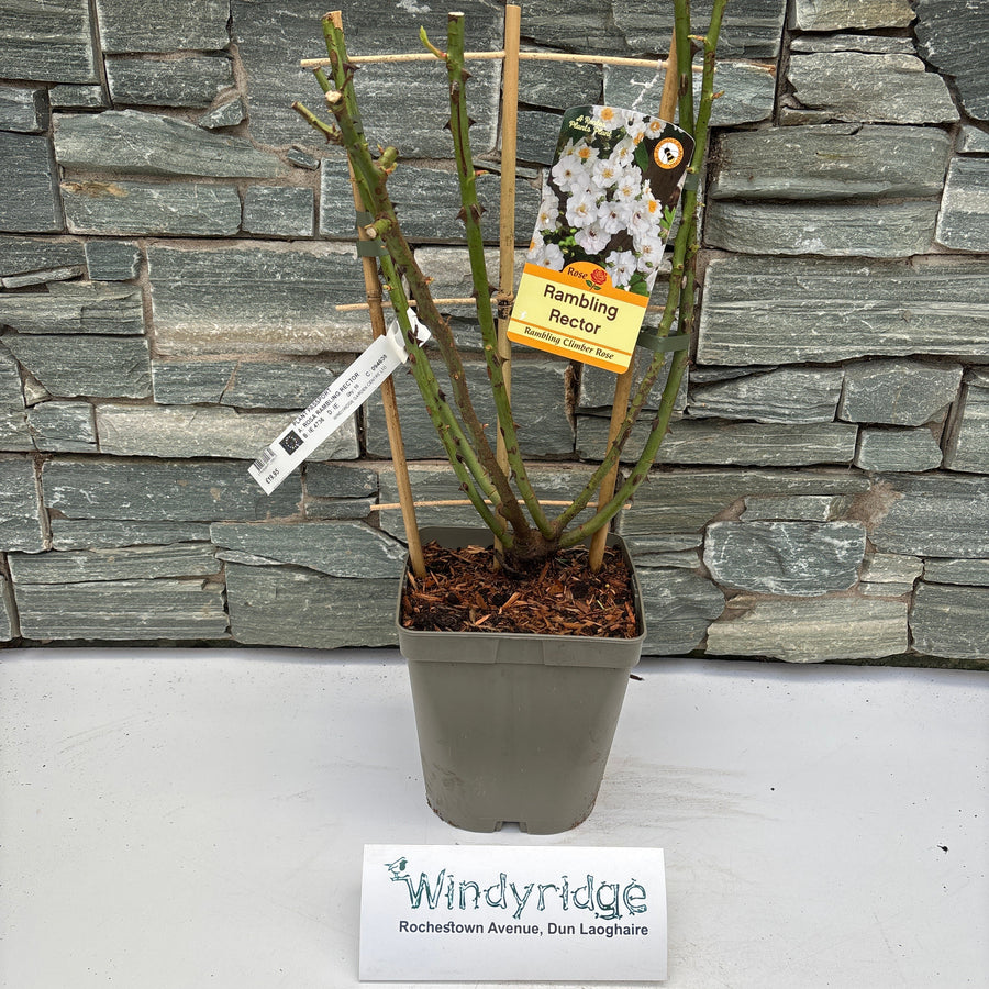 Rosa Rambling Rector - Roses - Windyridge Garden Centre