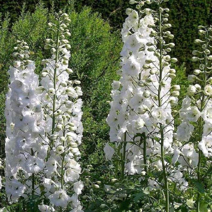Delphinium Magic Fountain White 2L