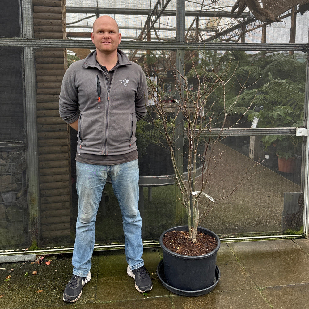 Acer Palm. Osakazuki  100-125 Cm C35 - Trees - Windyridge Garden Centre