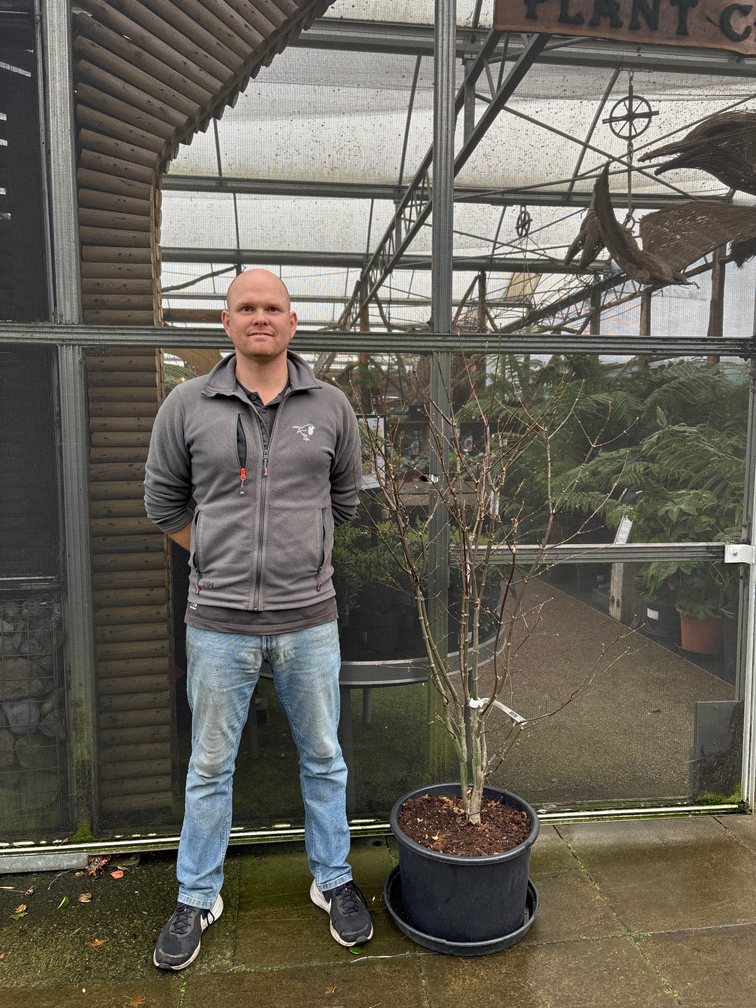 Acer palm. Osakazuki  100-125 CM C35