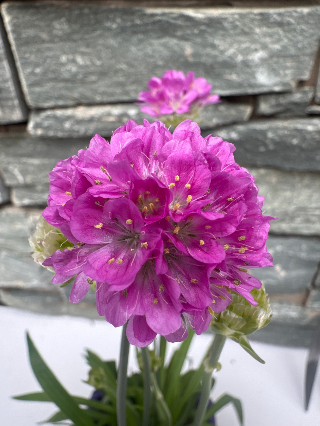 Armeria 1ltr