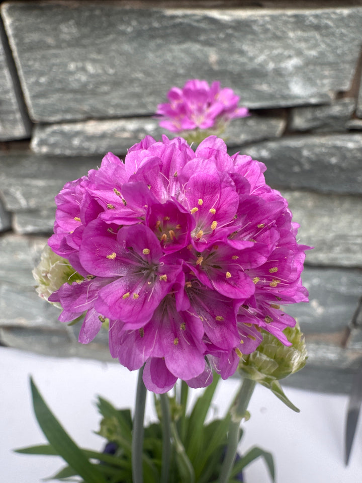 Armeria 1ltr