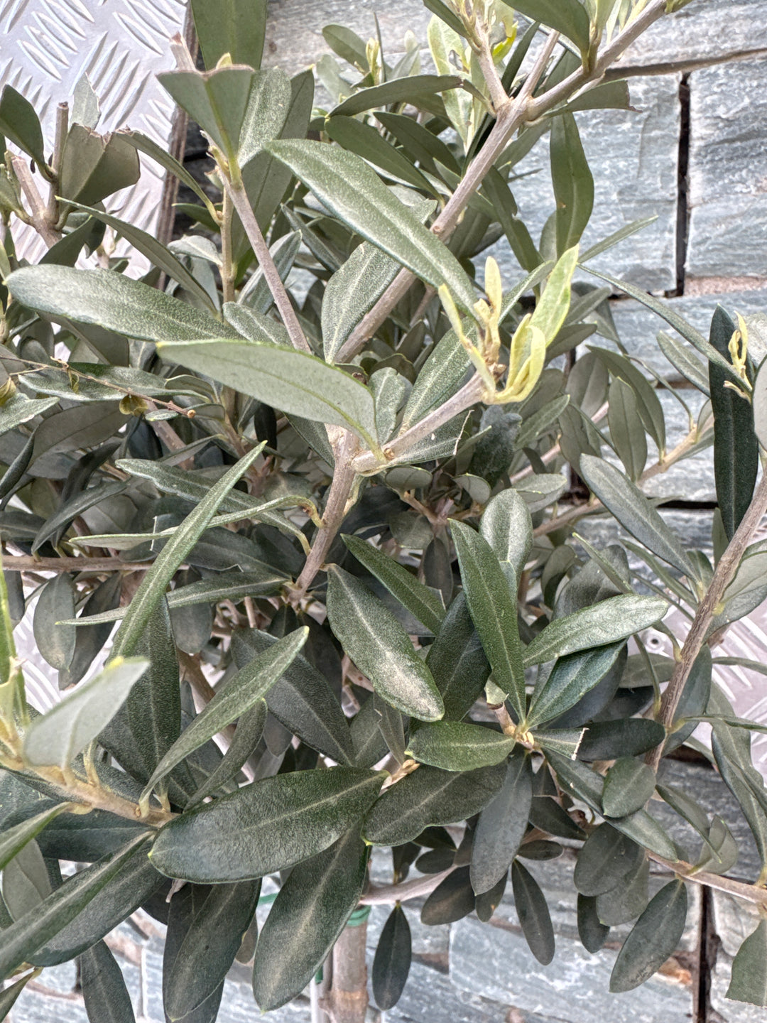 Olive Tree Olea europaea