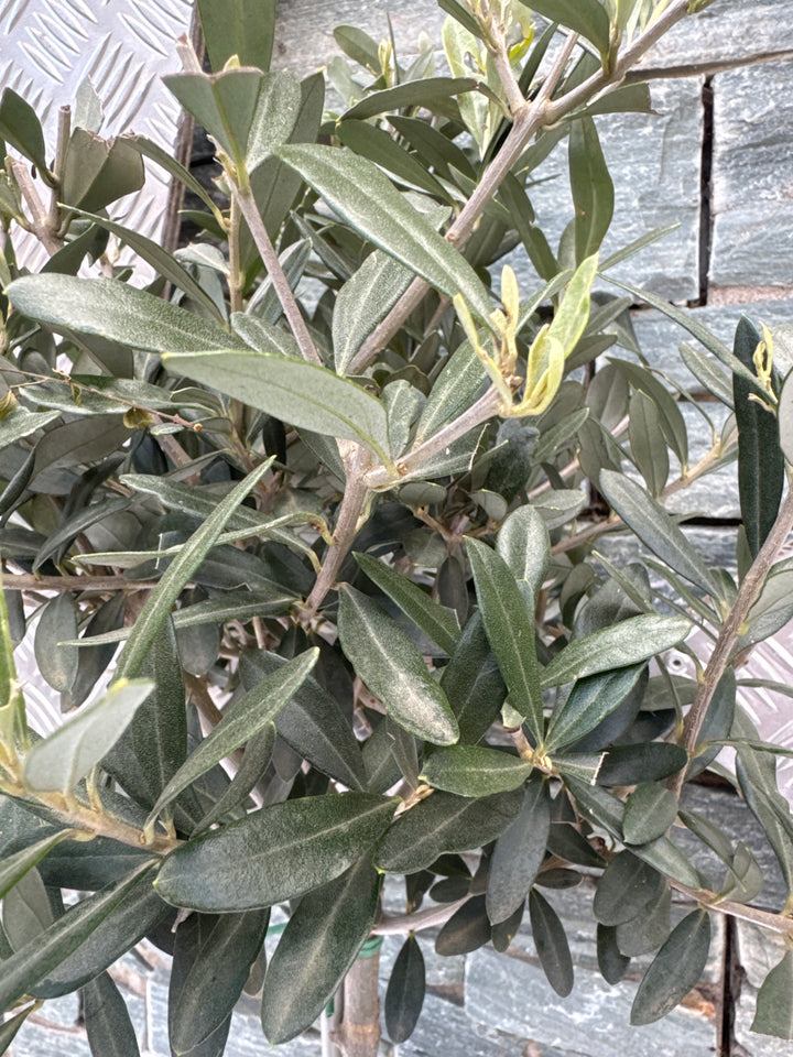Olive Tree Olea europaea