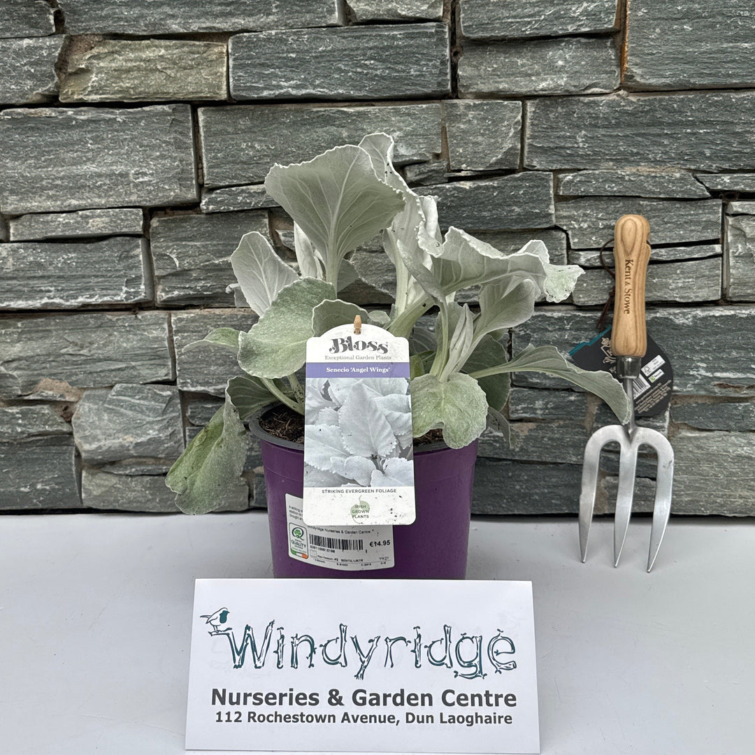 Senecio 'Angel Wings' 3L - Shrubs - Windyridge Garden Centre