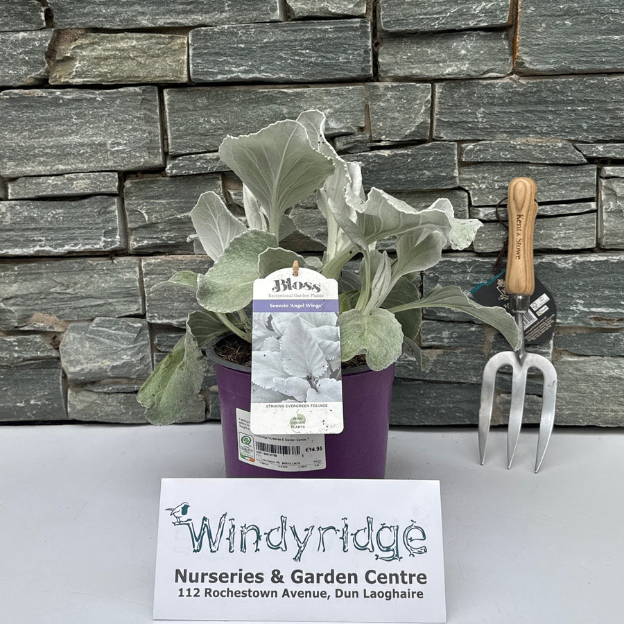 Senecio 'Angel Wings' 3L - Shrubs - Windyridge Garden Centre