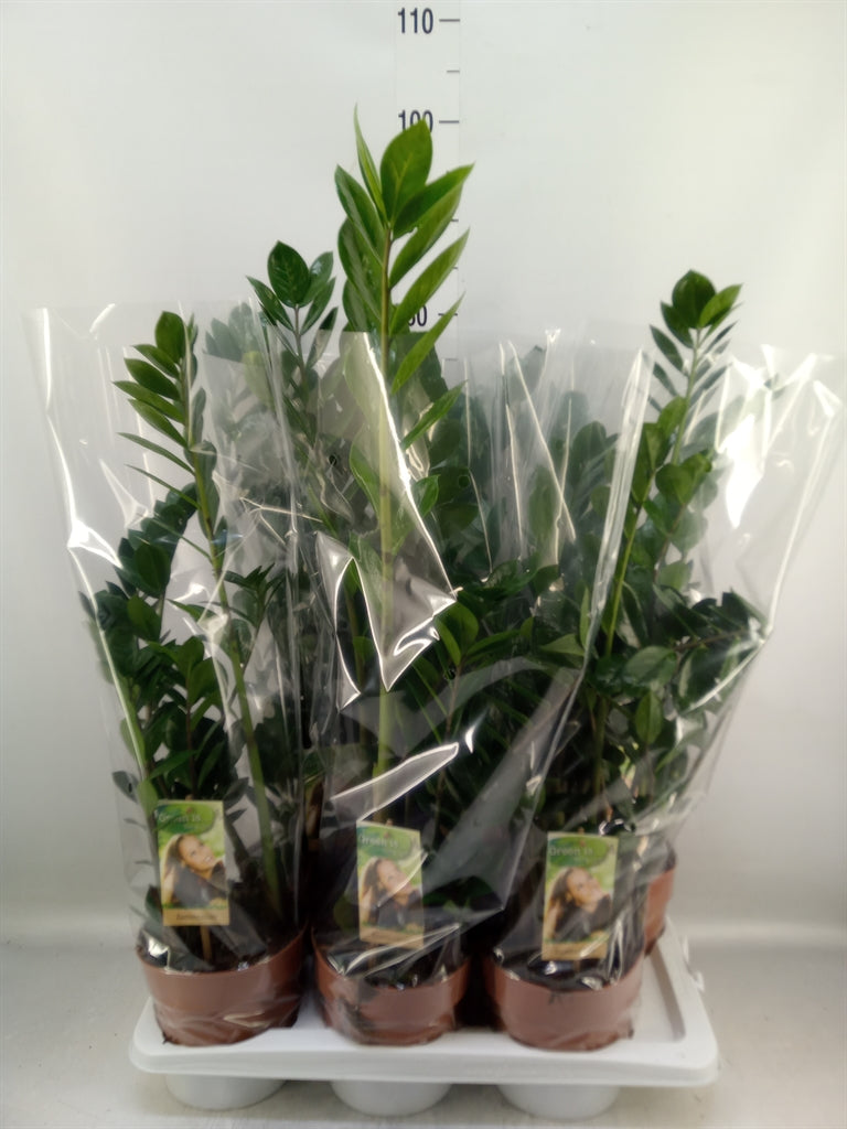 Zamioculcas Zamiifolia 4-5 Spike - Height 75-80 - Indoor Plants - Windyridge Garden Centre
