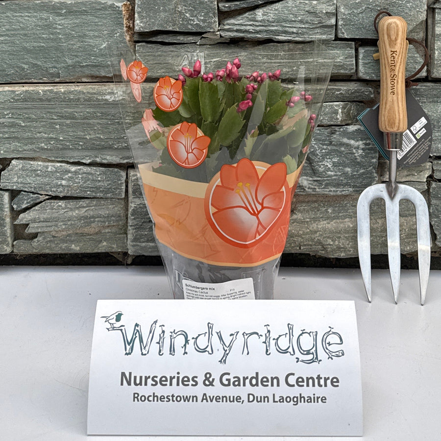 Schlumbergera Mix  P13 - Indoor Plants - Windyridge Garden Centre