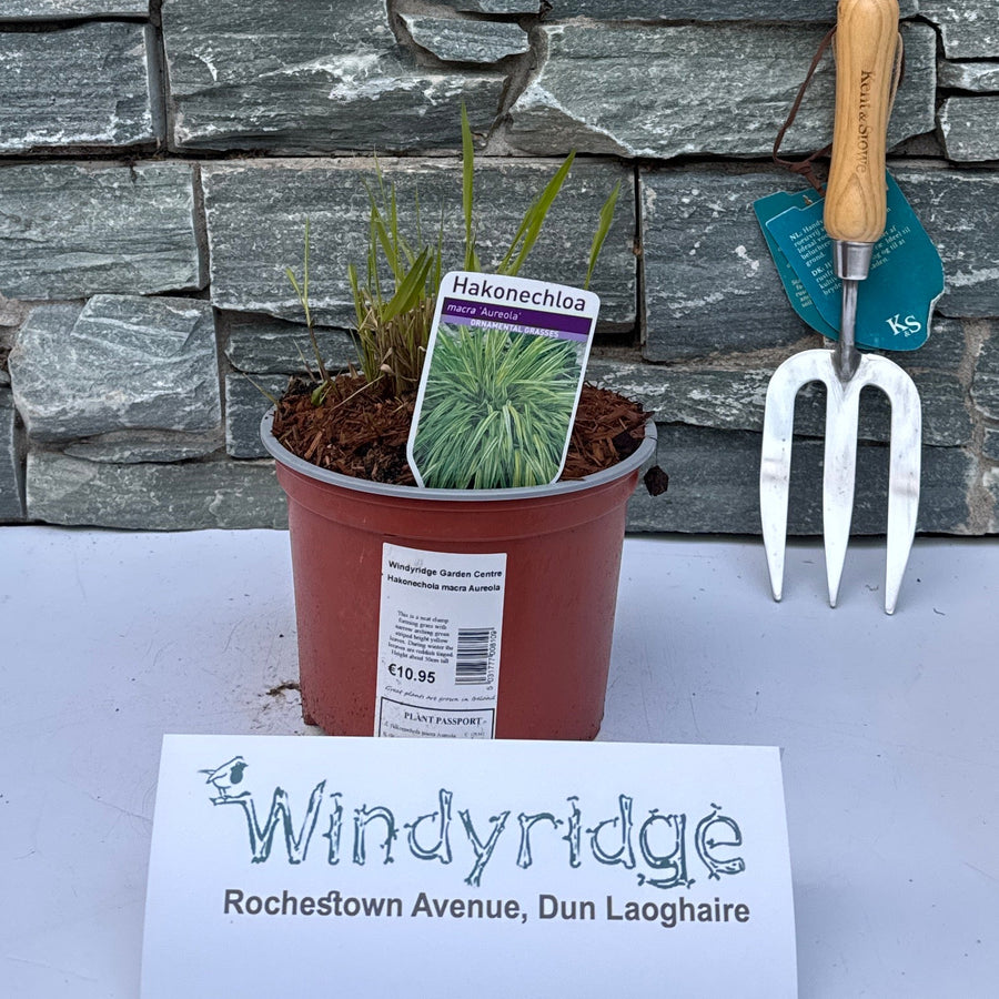 Hakonechola Macra Aureola - Herbaceous - Windyridge Garden Centre