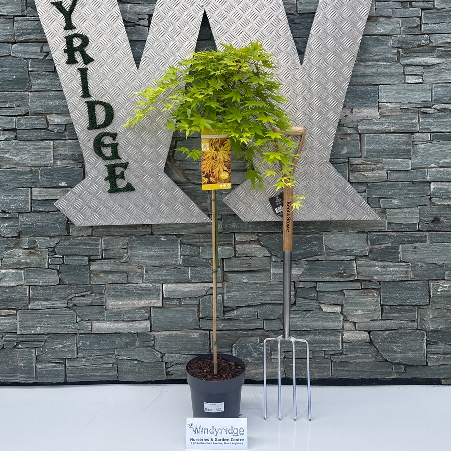 Acer palm. 'Cascade Gold' 90 CM STEM C6.5 - Trees - Windyridge Garden Centre