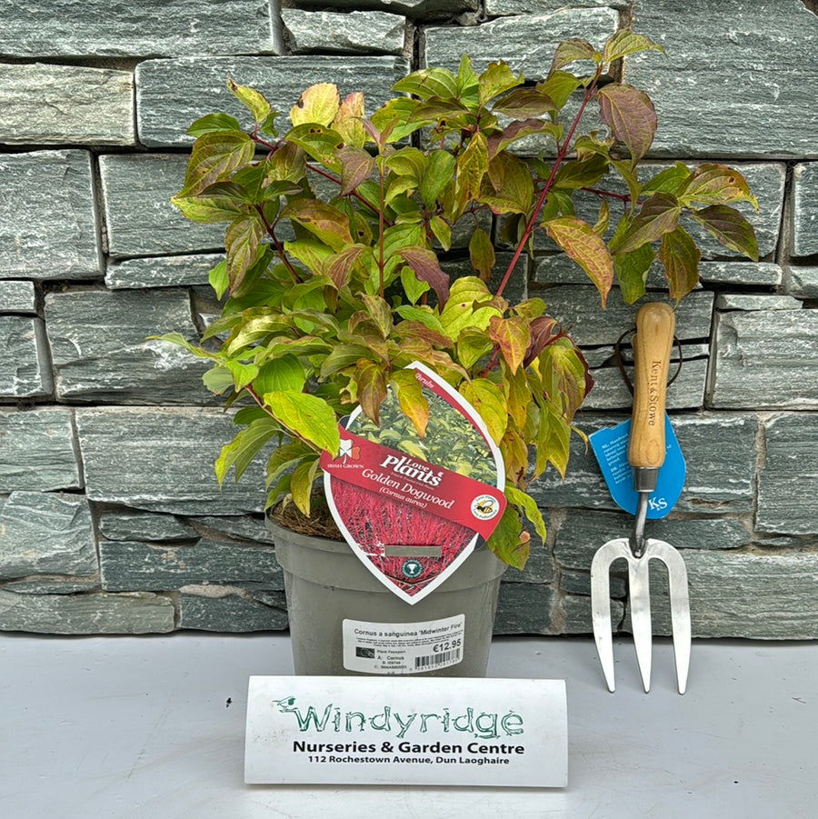 Cornus Midwinter Fire - Shrubs - Windyridge Garden Centre