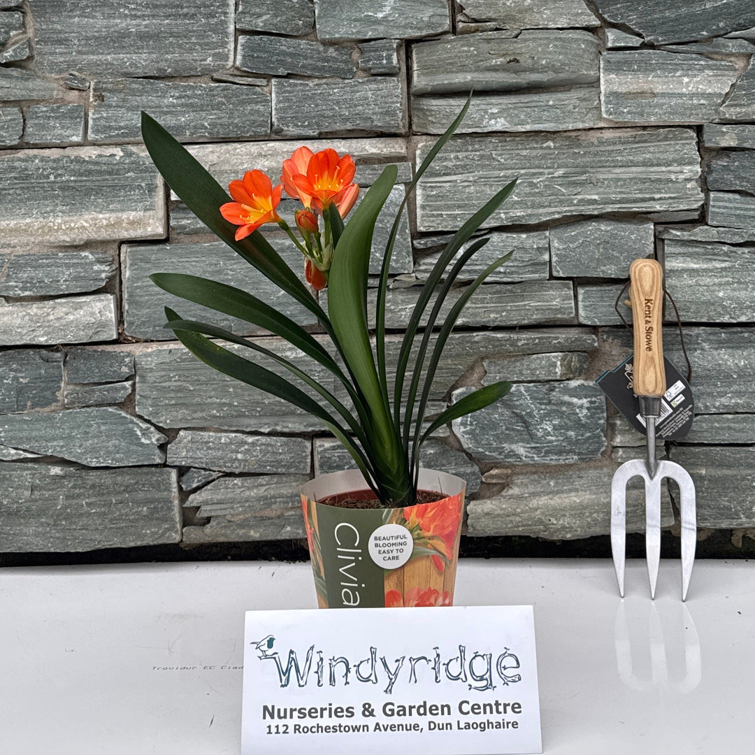 Clivia miniata with Potcover