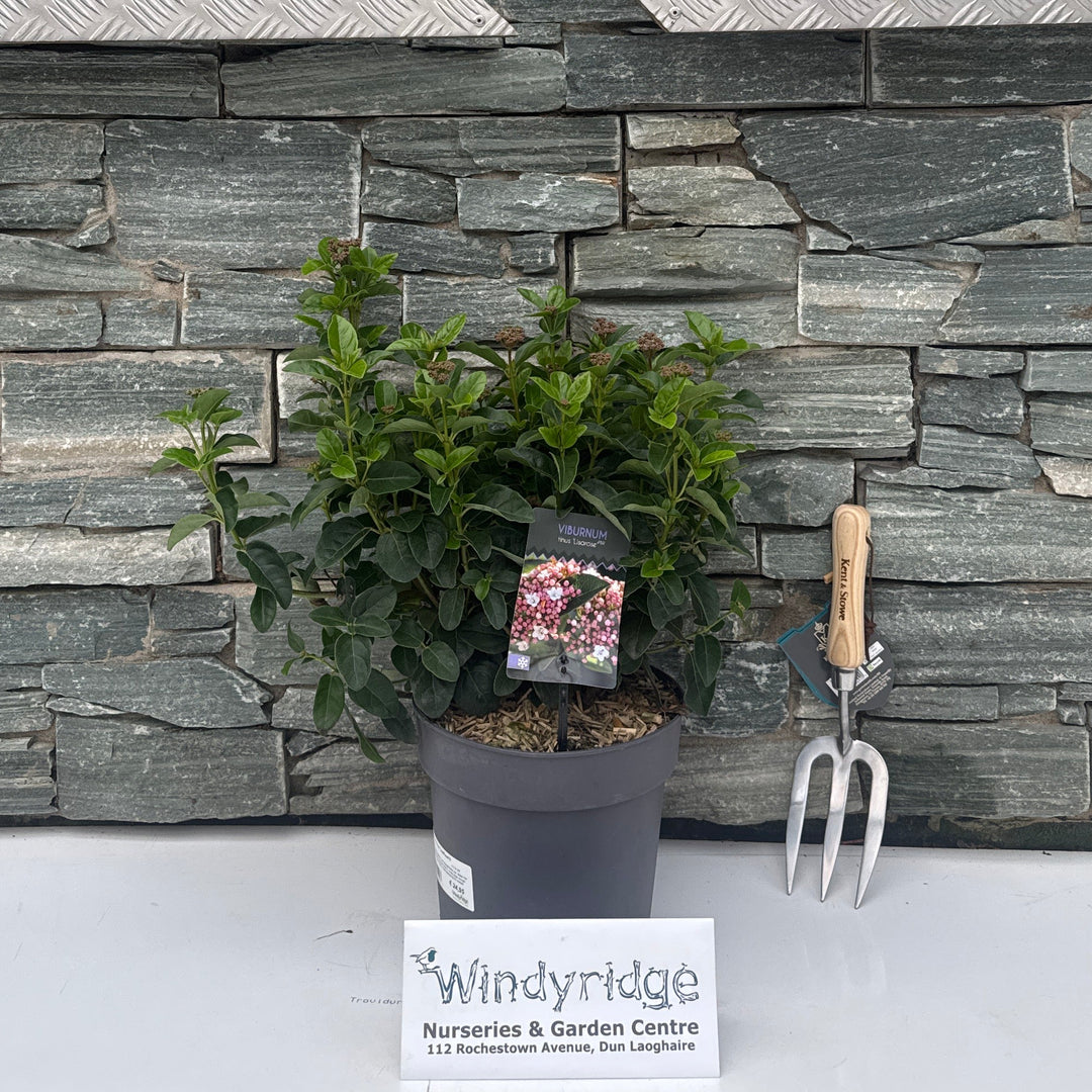 Viburnum tinus 'LisaRose'®