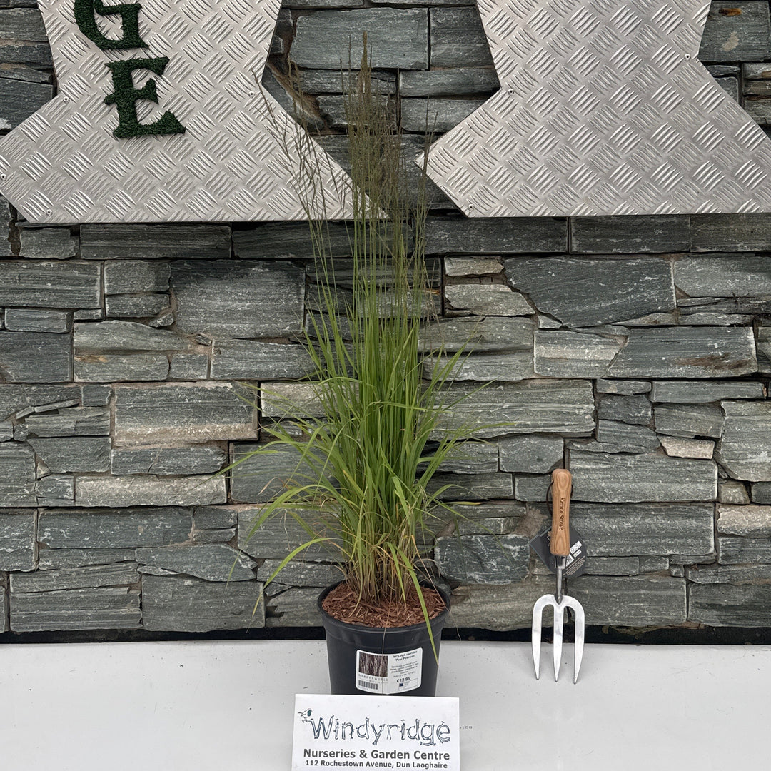 MOLINIA caerulea 'Poul Peterson'