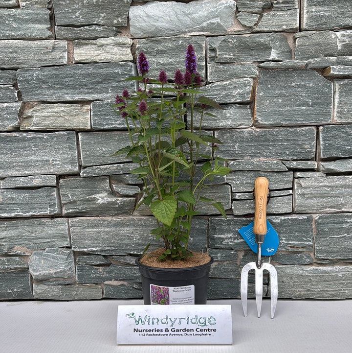 AGASTACHE r. Beelicious Purple
