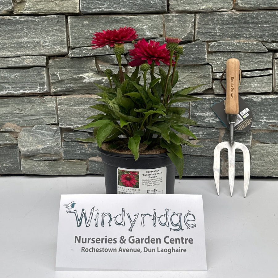 Echinacea Sunseekers Sweet Fuchsia 2Ltr Pot - Herbaceous - Windyridge Garden Centre