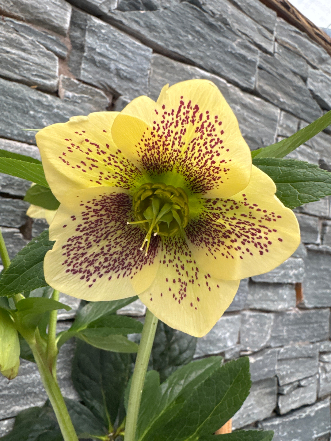 Helleborus h. Viv Maeva