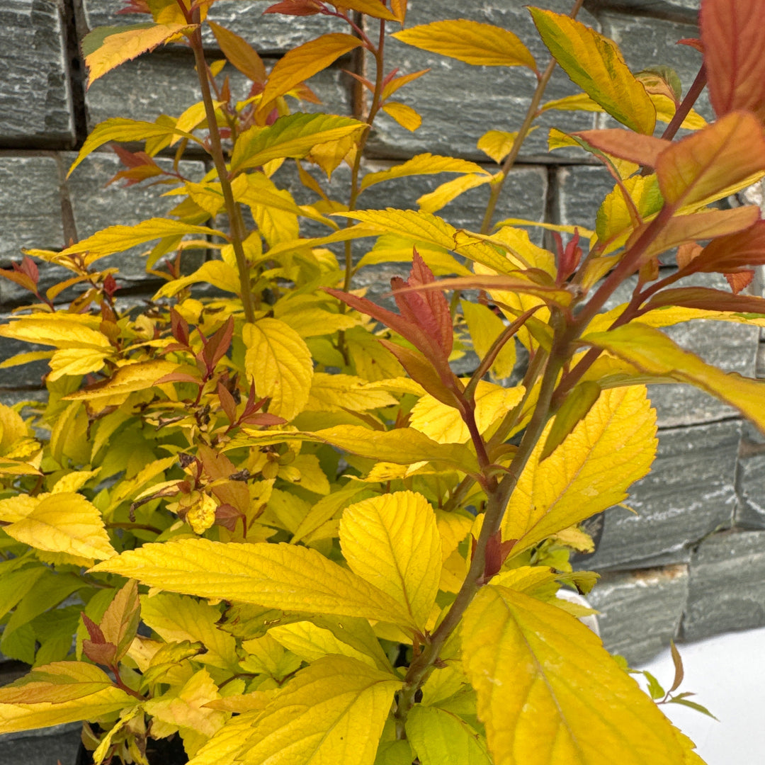Spirea Gold Flame