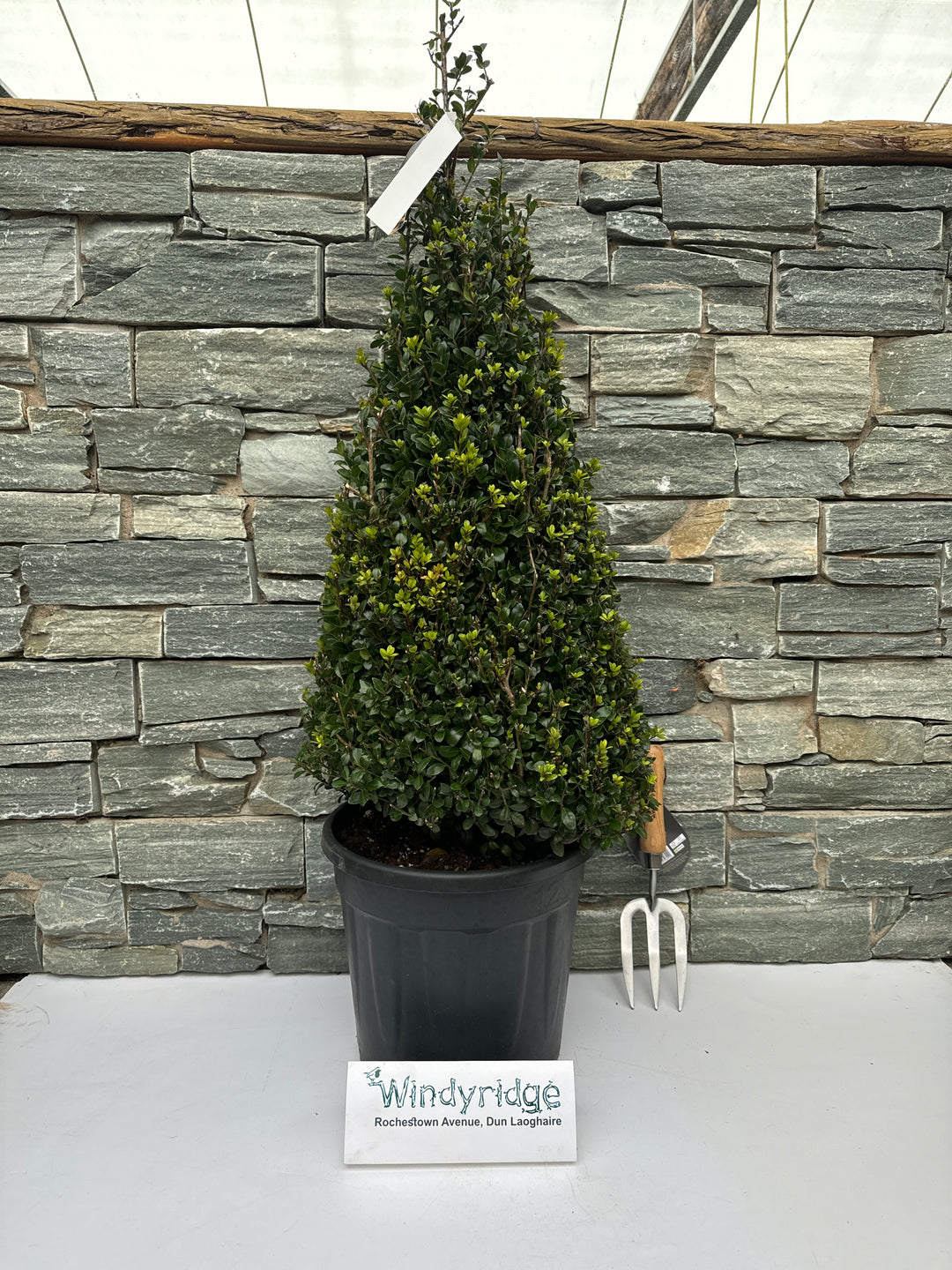 Ilex crenata  Caroline Upright  / 80-90 CM PYR D12