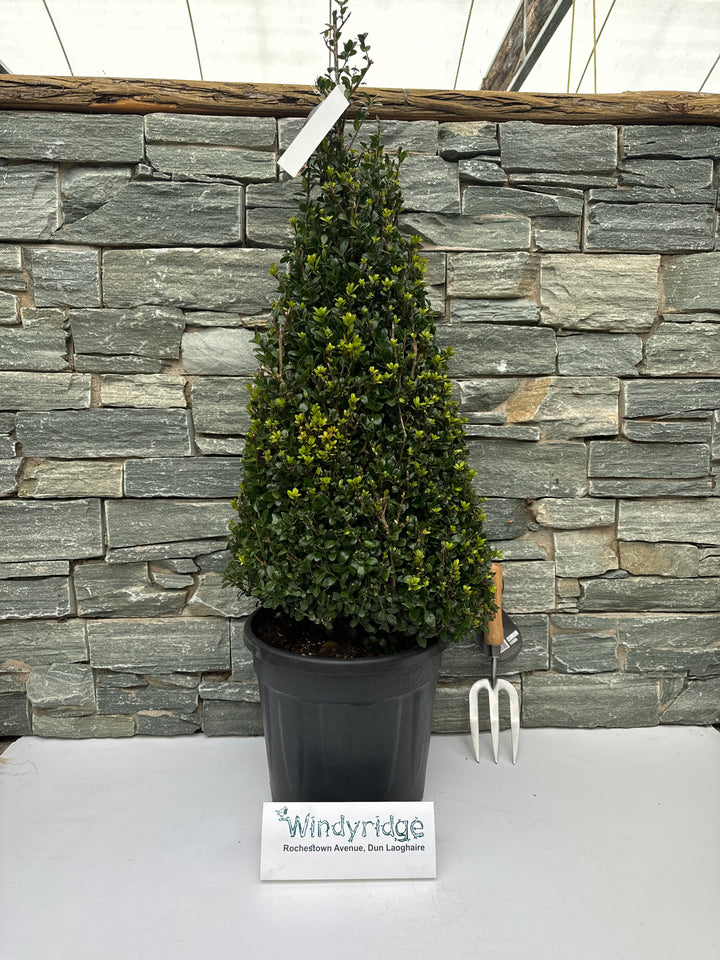 Ilex crenata  Caroline Upright  / 80-90 CM PYR D12