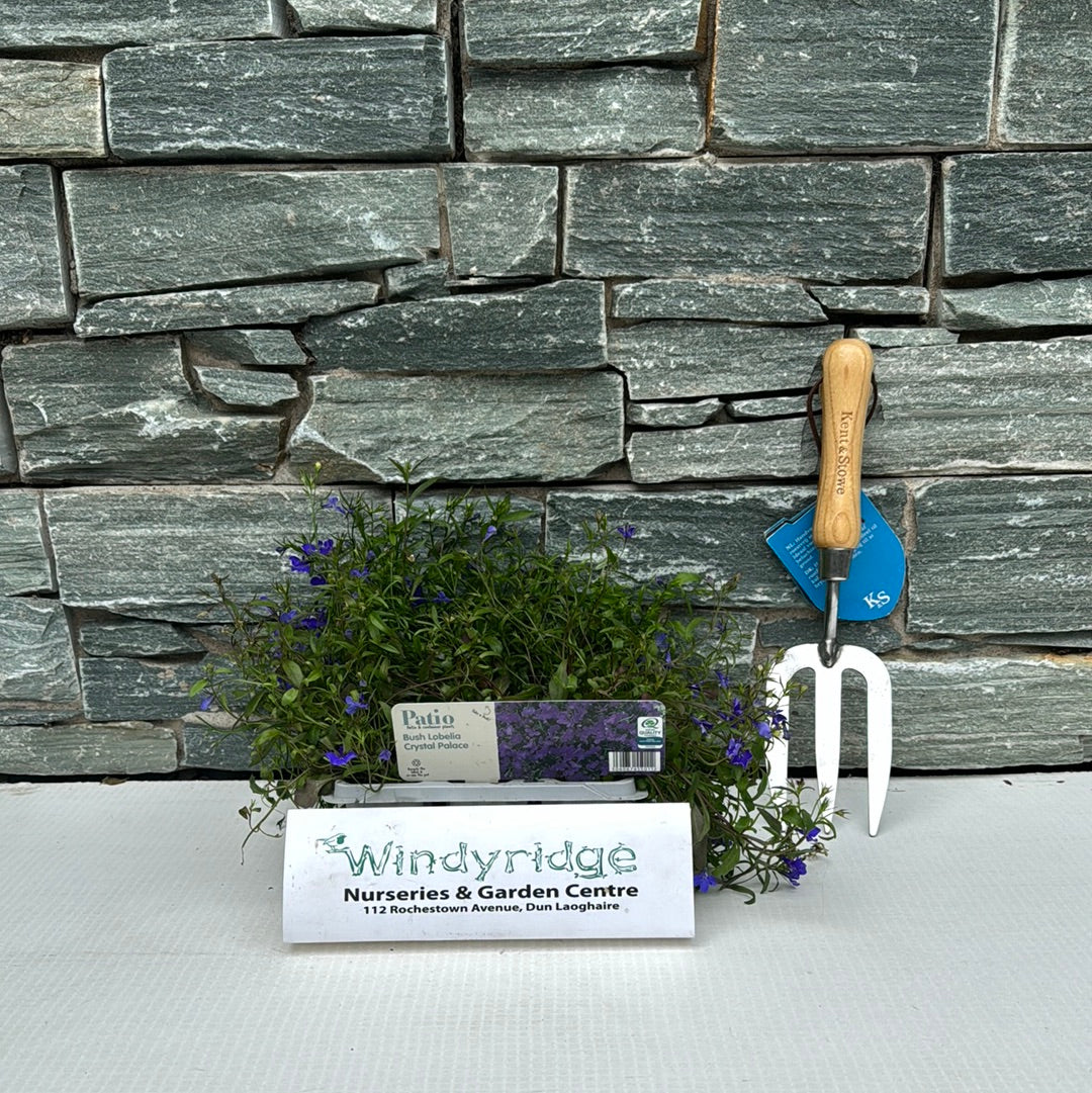 Bush Lobelia Blue in Pack