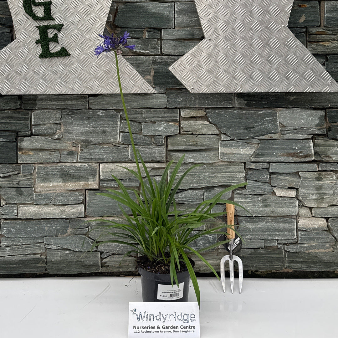 Agapanthus Navy Blue
