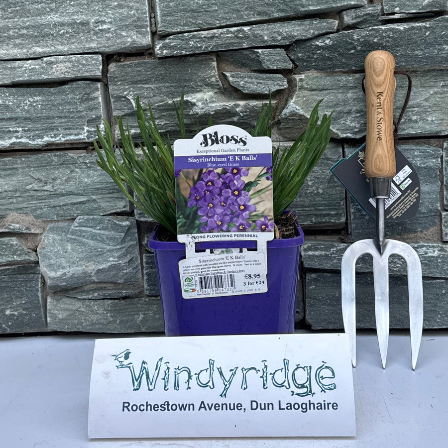 Sisyrinchium 'E K Balls' - Herbaceous - Windyridge Garden Centre