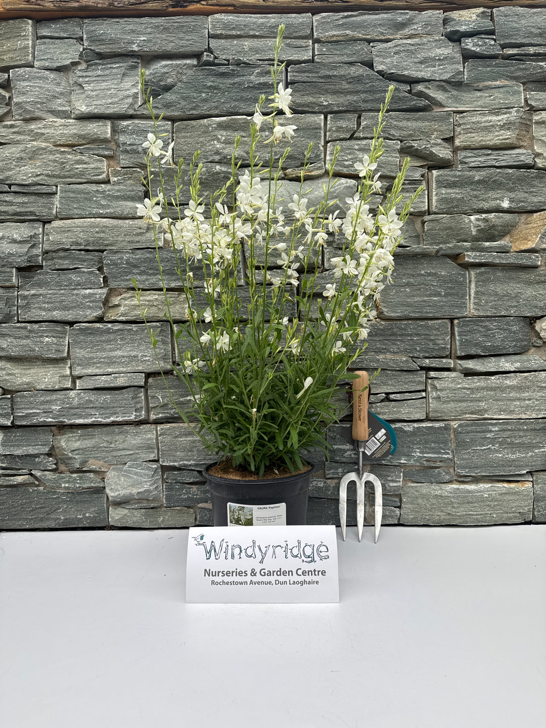 GAURA Papillion 3Ltr Pot