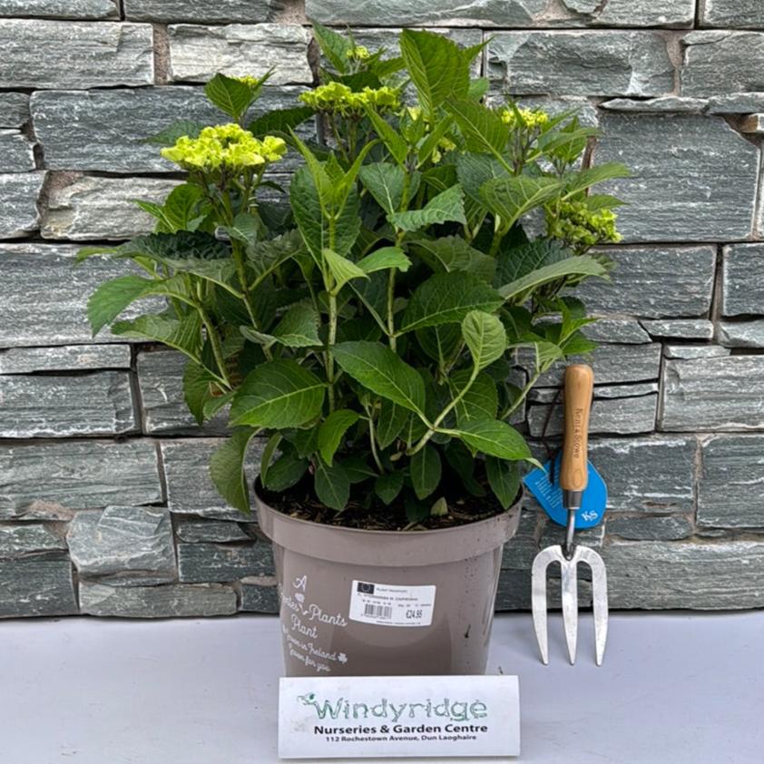 Hydrangea M. Caipirinha 40-50 7.5Ltr Pot - Shrubs - Windyridge Garden Centre