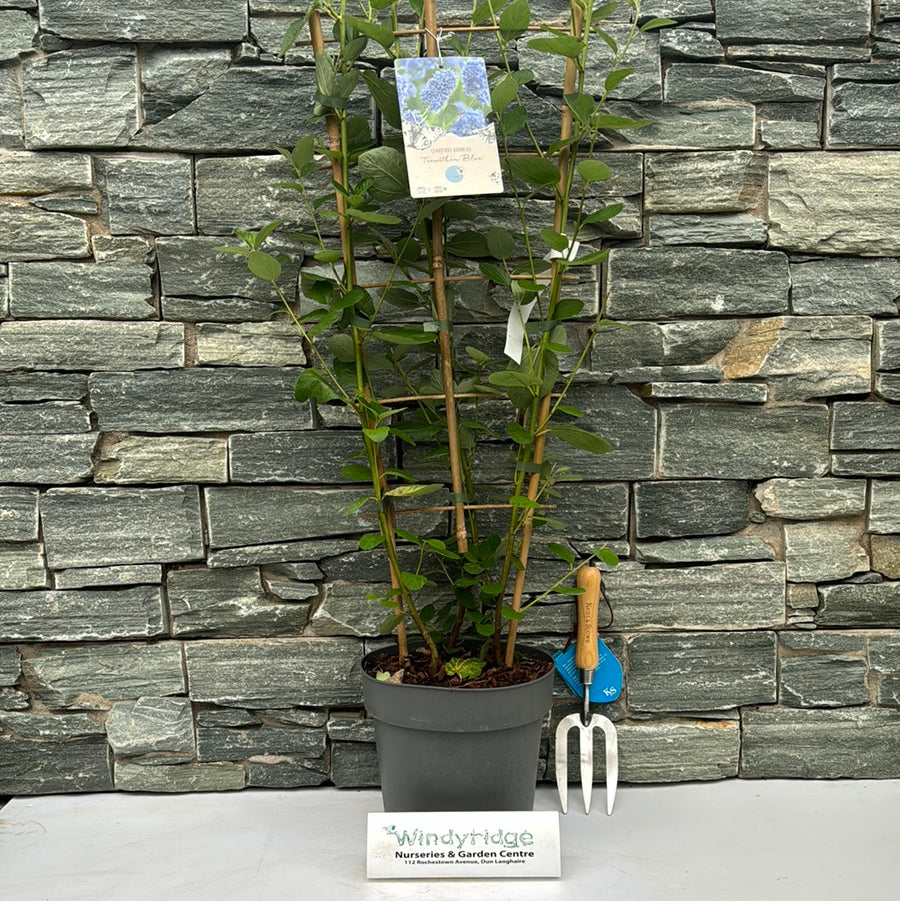 Ceanothus Arboreus Trewithen Blue - Shrubs - Windyridge Garden Centre