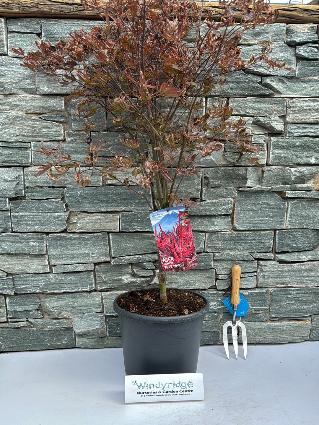 Acer pal. Pevé Dave (60-80 cm 10L)