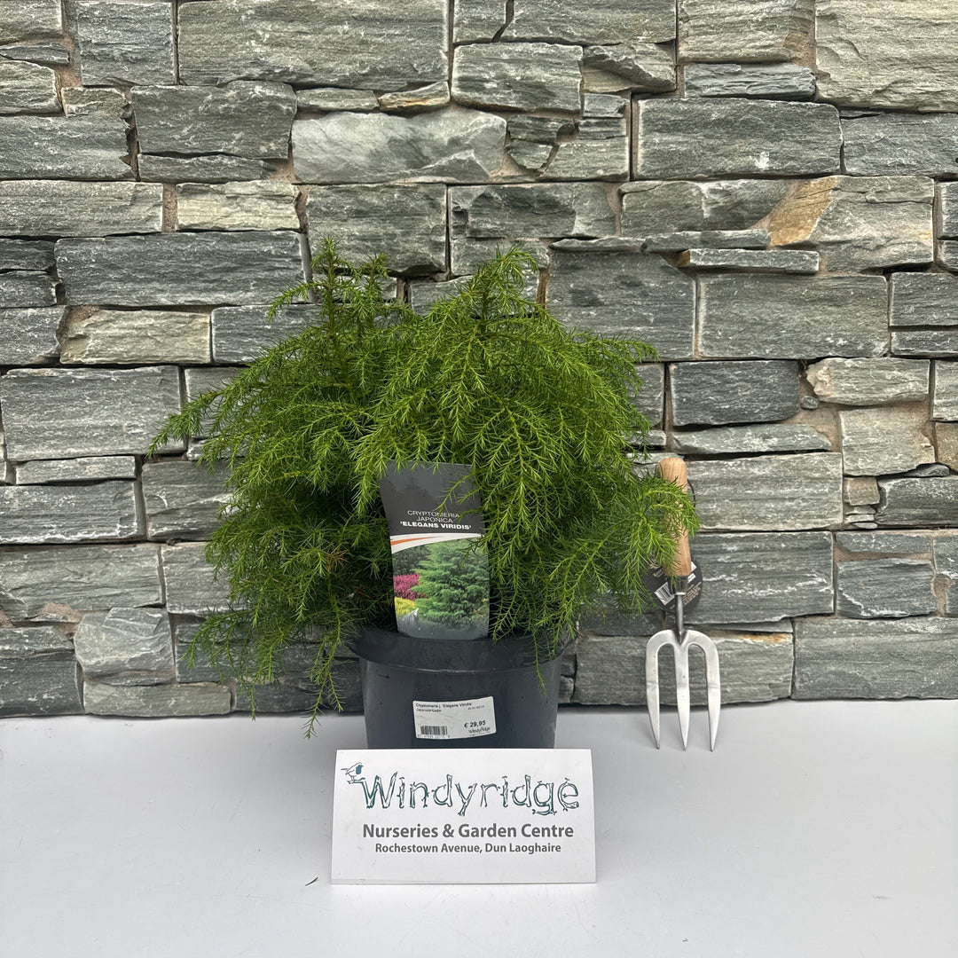 Cryptomeria j. Elegans Viridis  40-50 CM C5