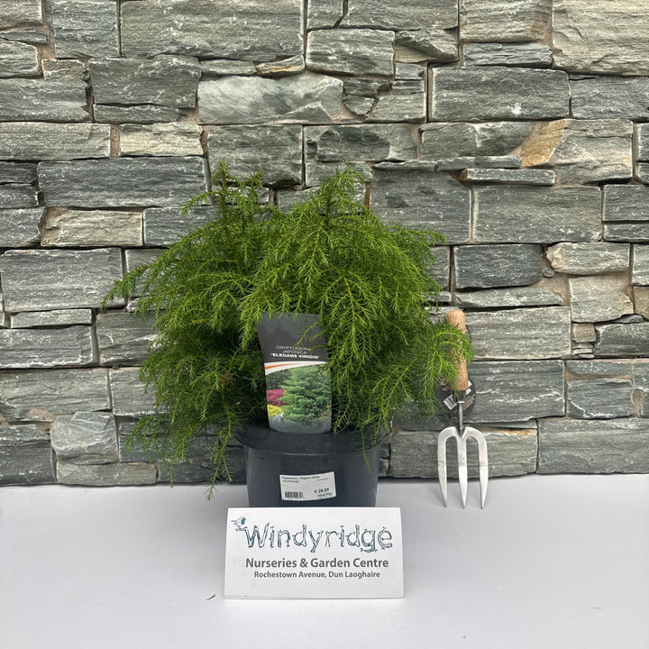 Cryptomeria j. Elegans Viridis  40-50 CM C5