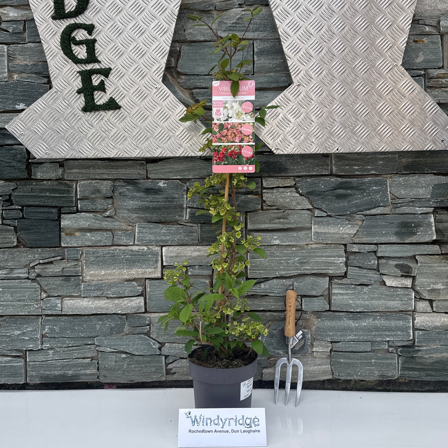 Viburnum Plic Kilimandjaro Sunrise Pbr - Shrubs - Windyridge Garden Centre