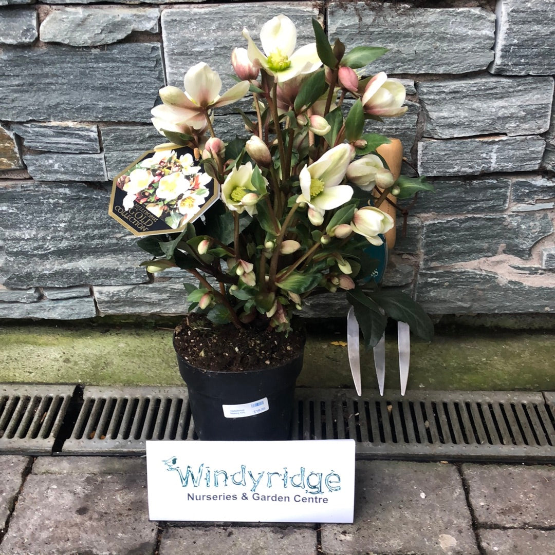 Helleborus (HGC) Mallory  P15