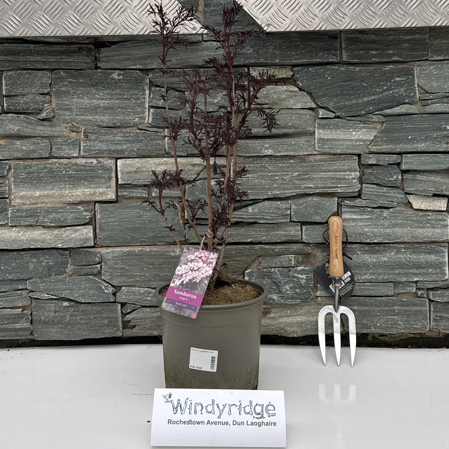 Sambucus Nigra 'Black Lace' 30-40 Cm. - Shrubs - Windyridge Garden Centre