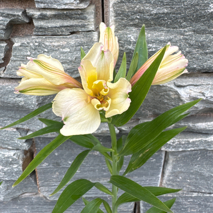 ALSTROEMERIA Summer Sky