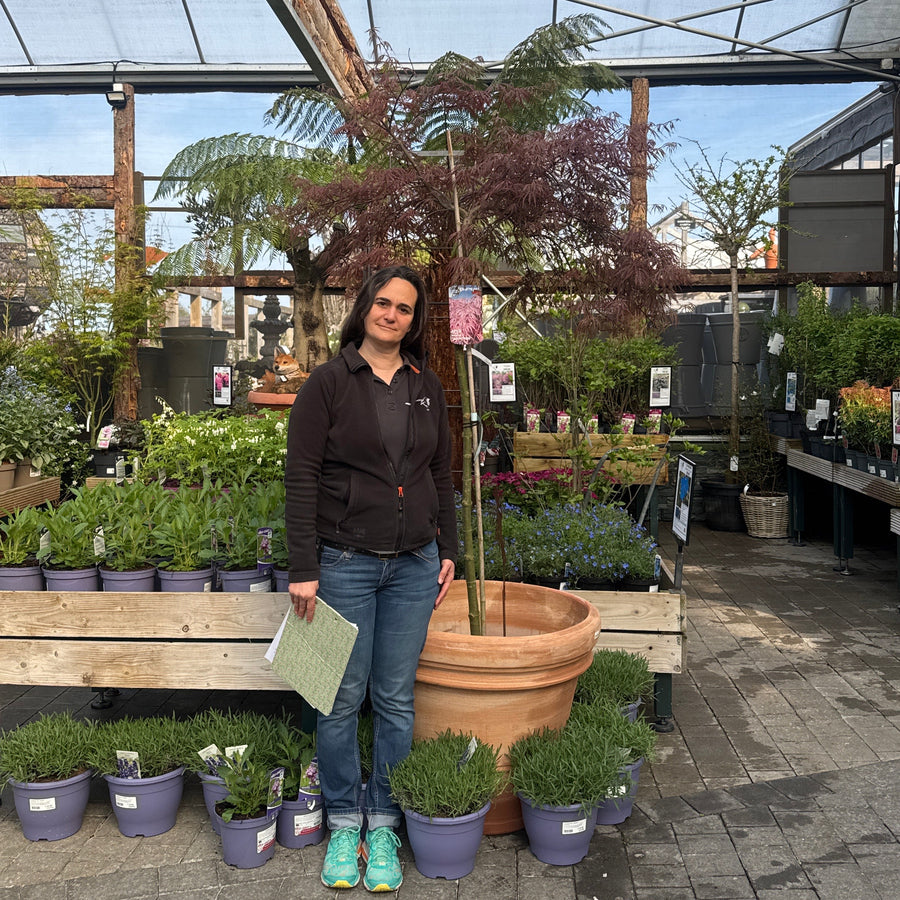 Acer Pal. Tamukeyama 175-200 Cm C 30L Fthd. - Trees - Windyridge Garden Centre