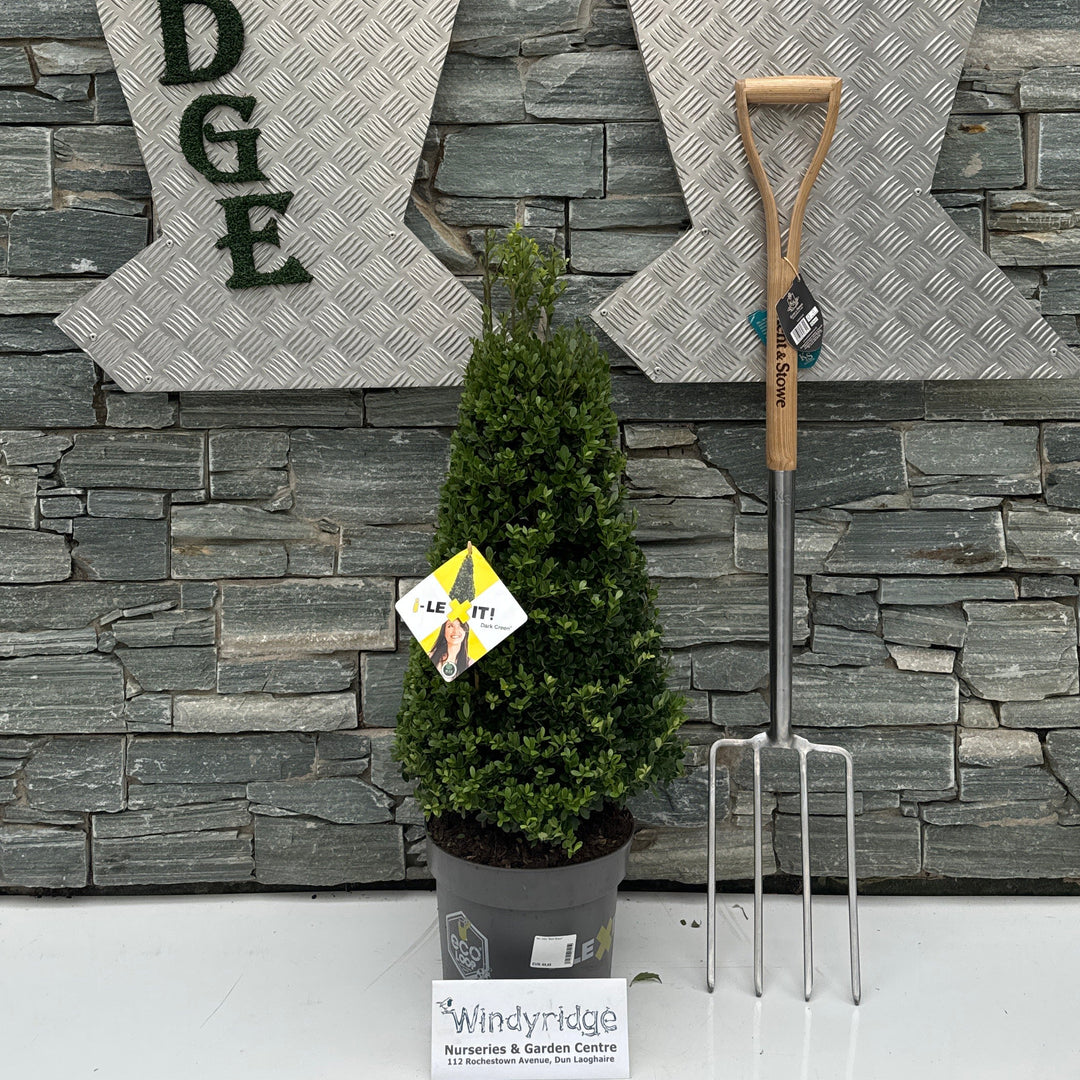 Ilex cren. 'Dark Green' 60-70 cm. C7.5