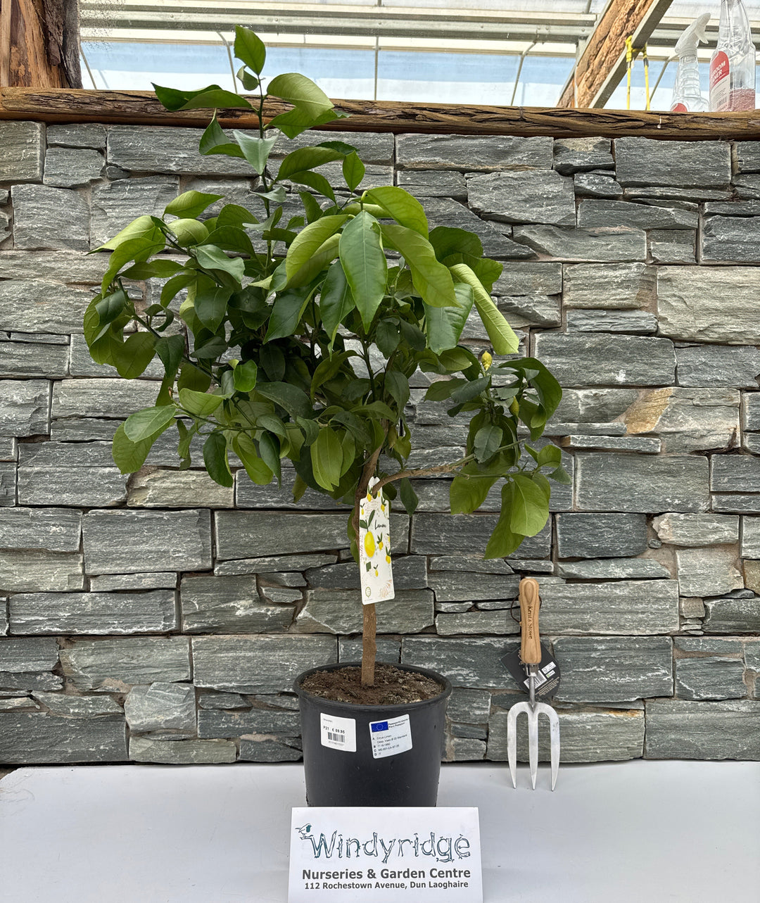 Citrus limon Lemon on stem