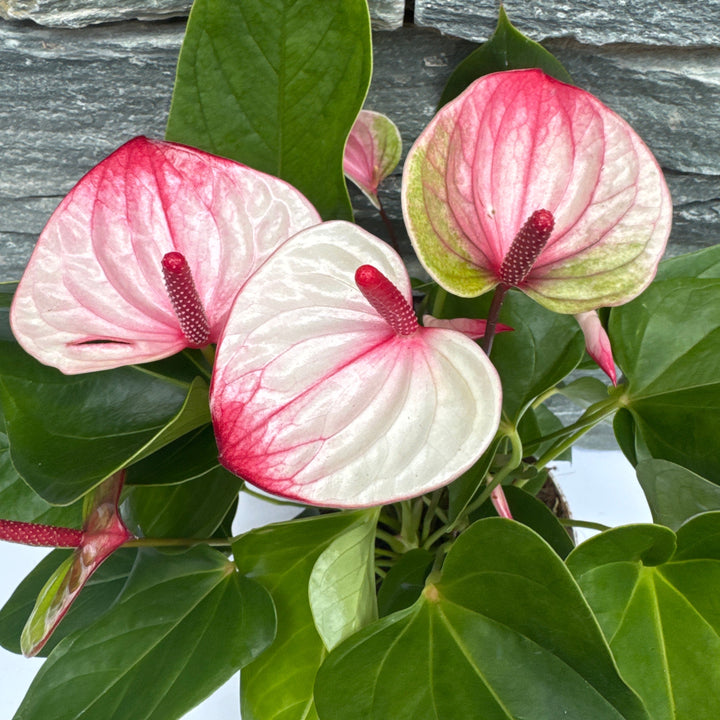 Anthurium and. Mystique  P17
