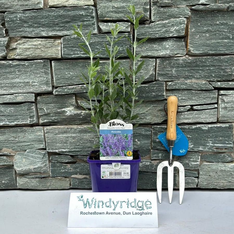 Perovskia Little Spire - Herbaceous - Windyridge Garden Centre