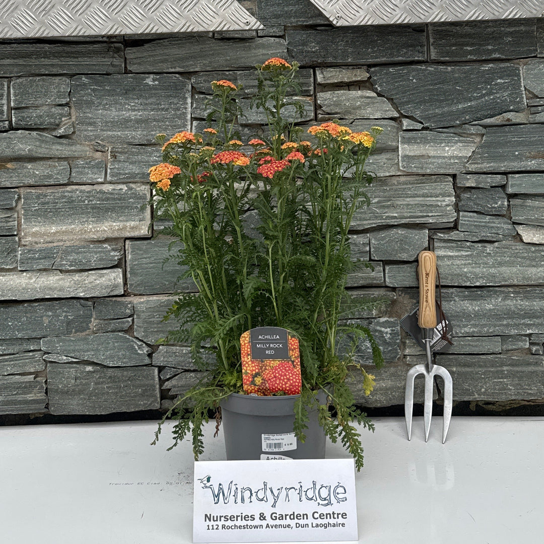 Achillea Milly Rock Red