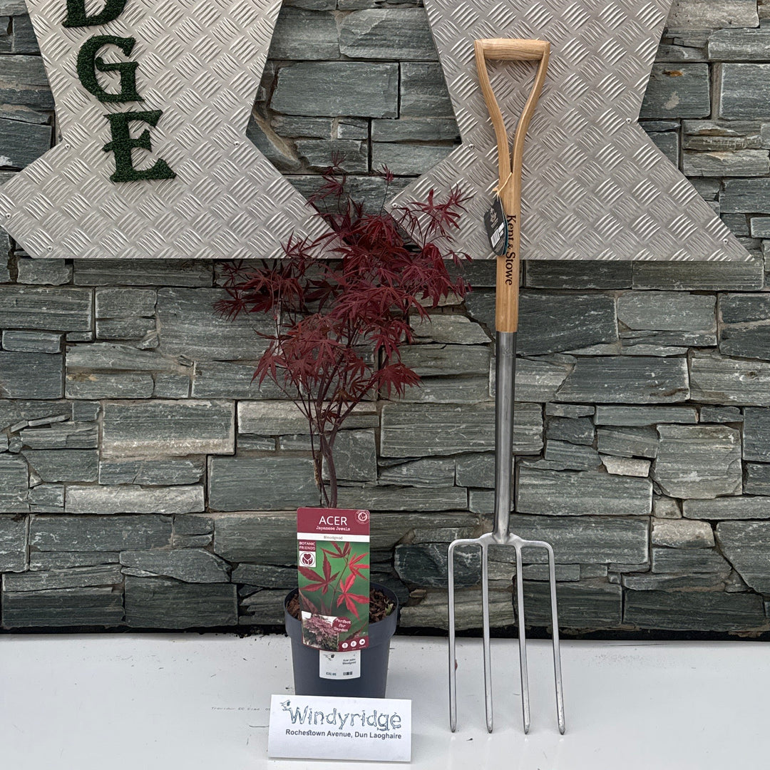 Acer palm Bloodgood - Trees - Windyridge Garden Centre