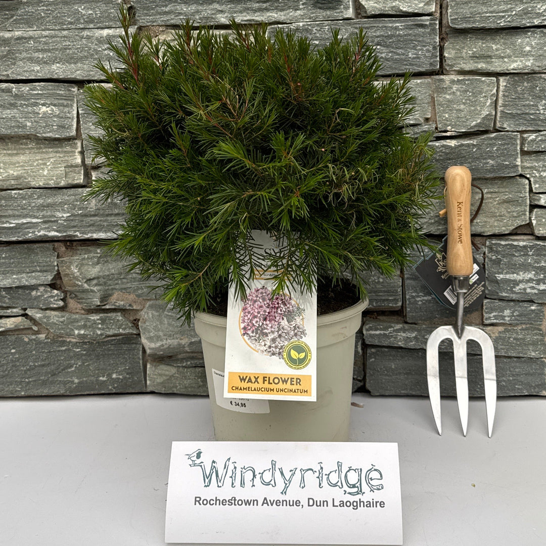 Chamelaucium Uncinatum Waxflower 48Cm - Shrubs - Windyridge Garden Centre
