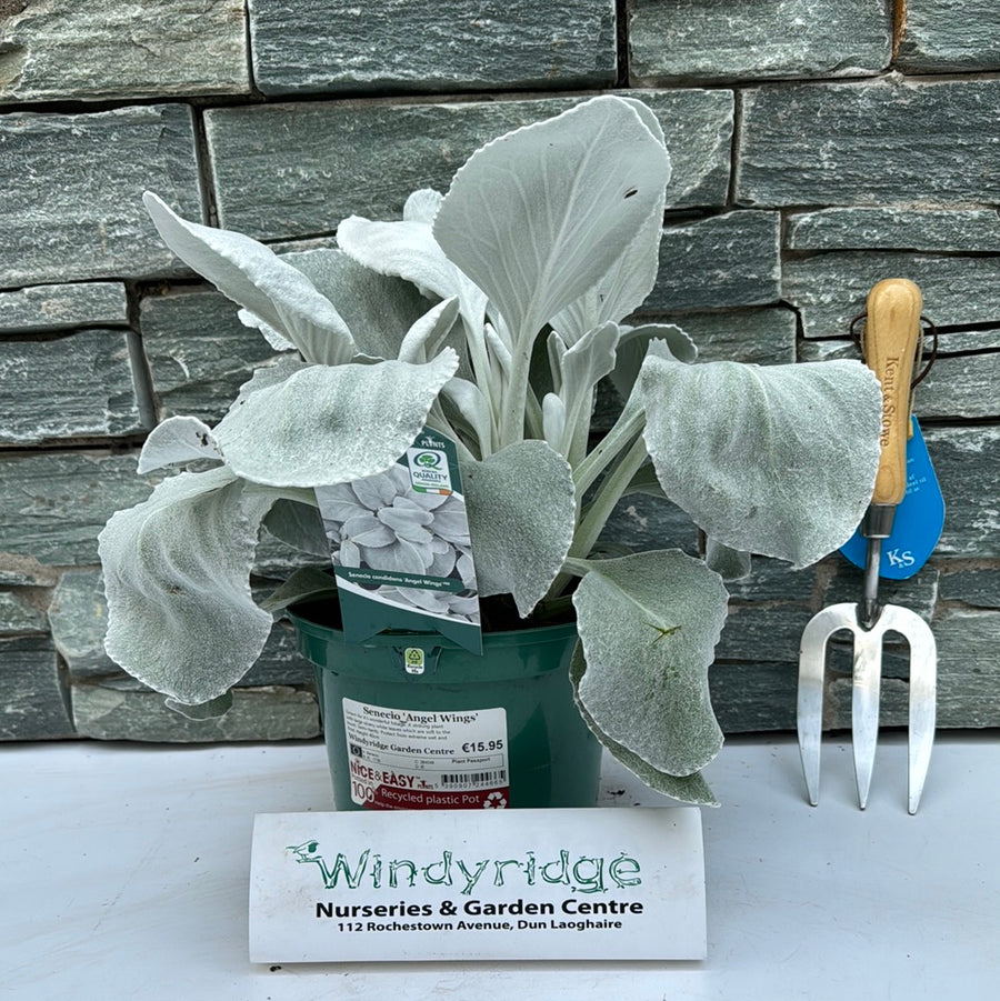 Senecio Angel Wings - Shrubs - Windyridge Garden Centre