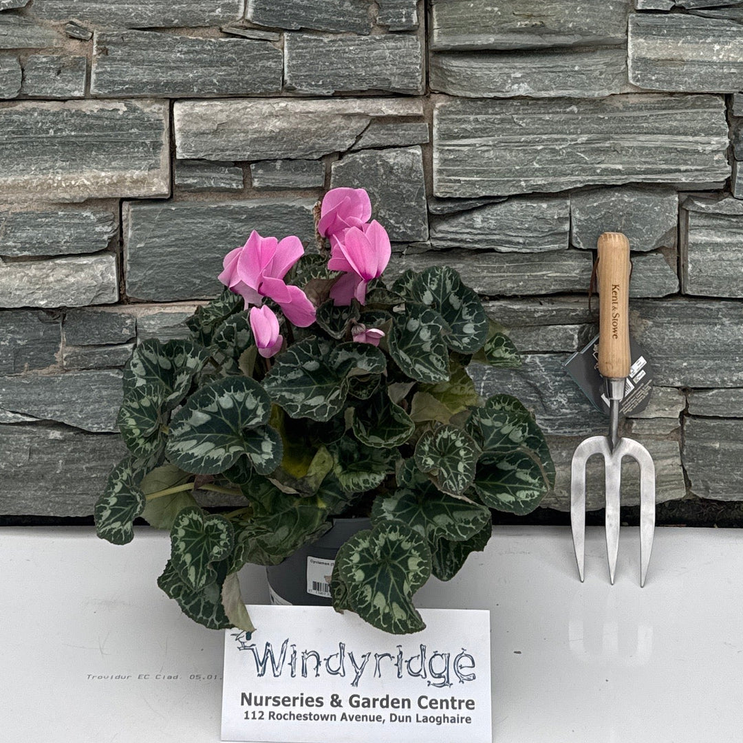 Cyclamen (SS) Mammoth pink P17