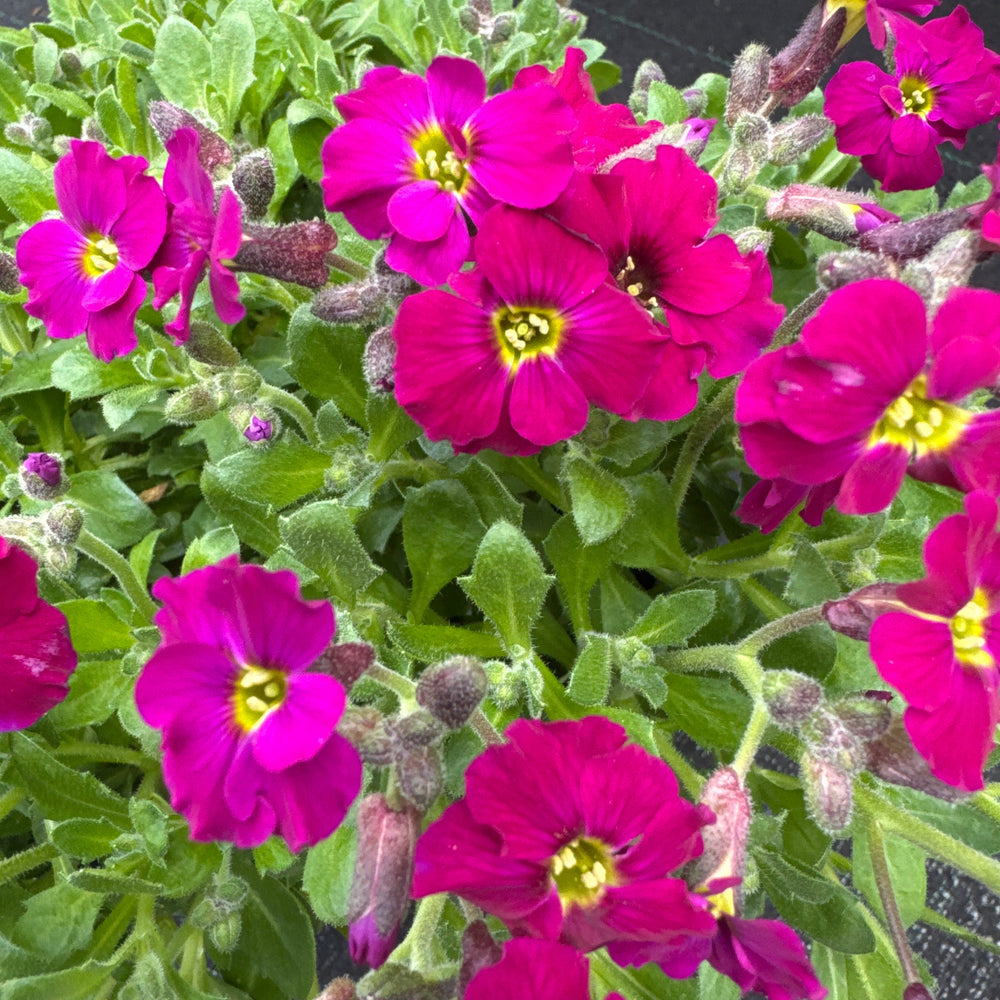 Aubrieta Axcent Burgundy 3 Ltr - Herbaceous - Windyridge Garden Centre