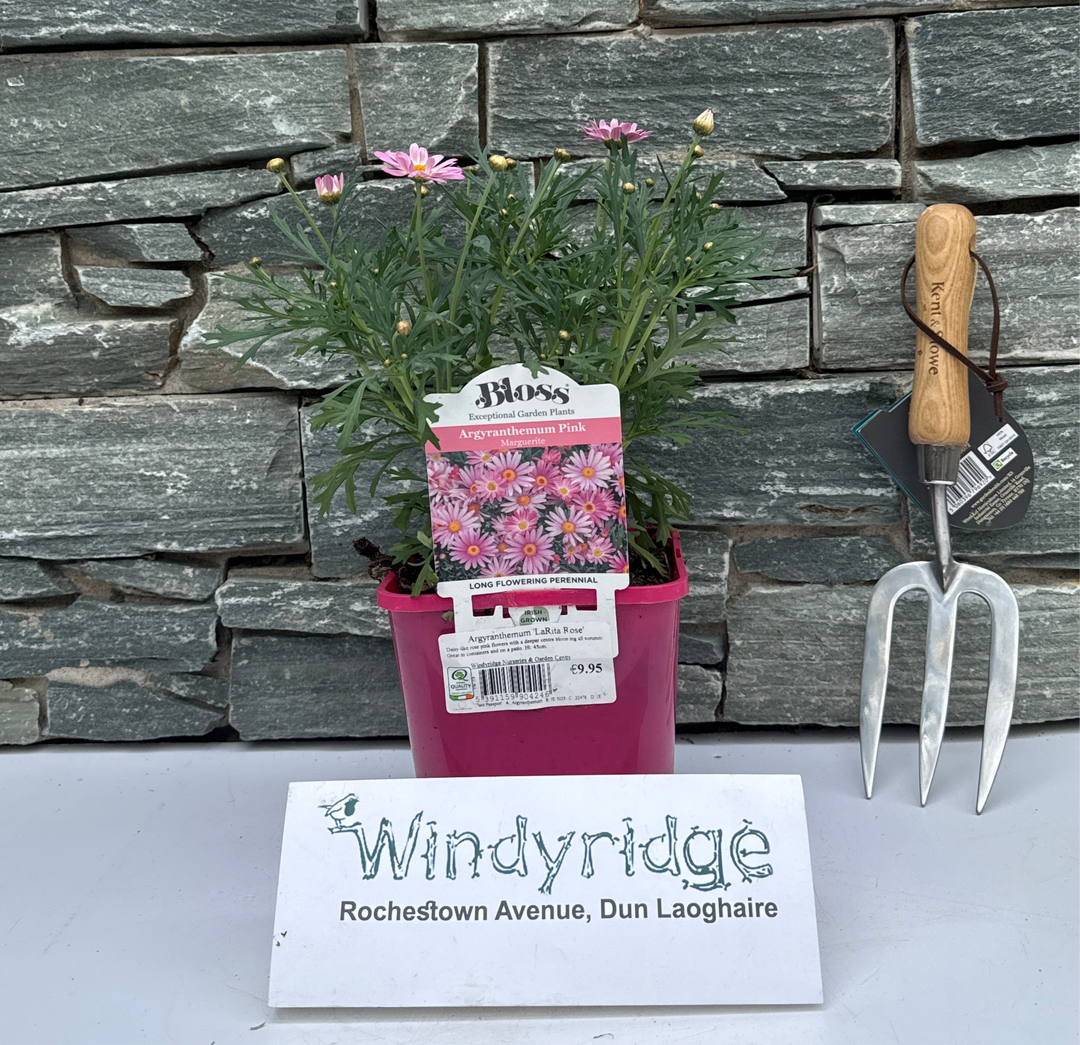Argyranthemum LaRita Rose