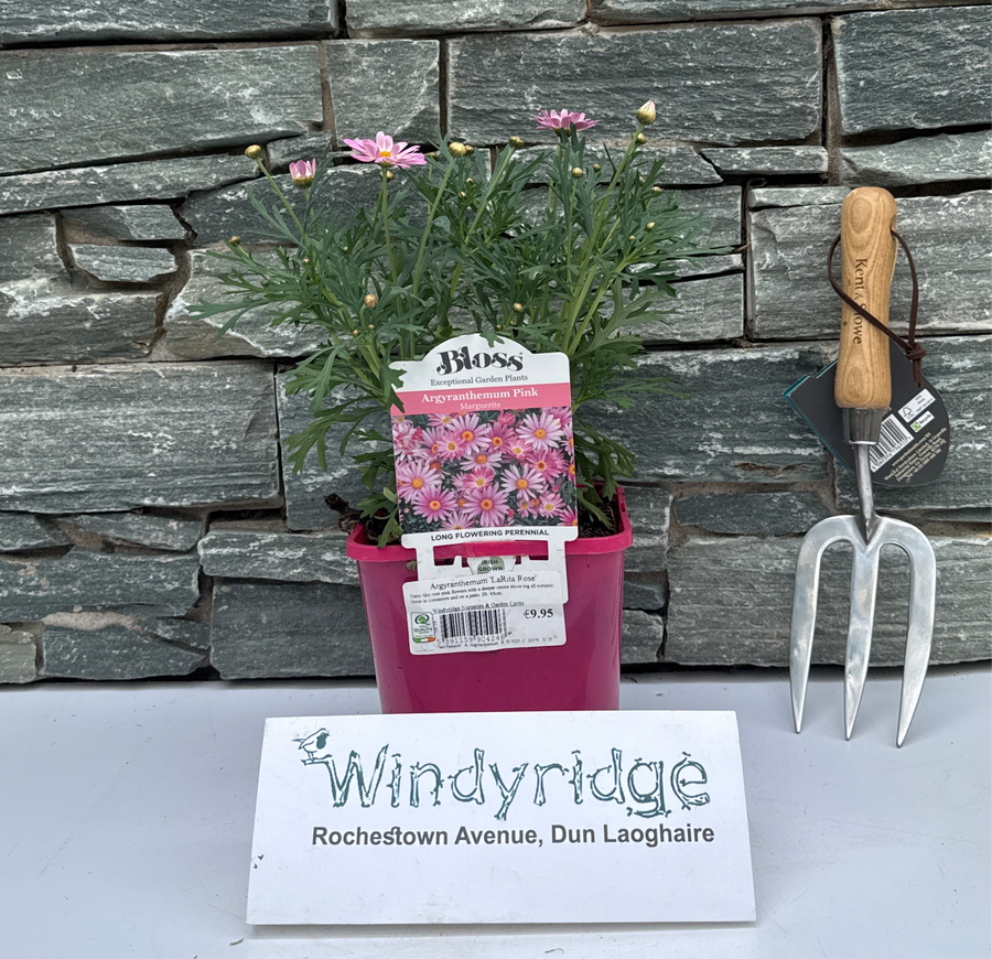 Argyranthemum Larita Rose - Shrubs - Windyridge Garden Centre